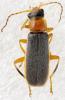 Cantharis lateralis
